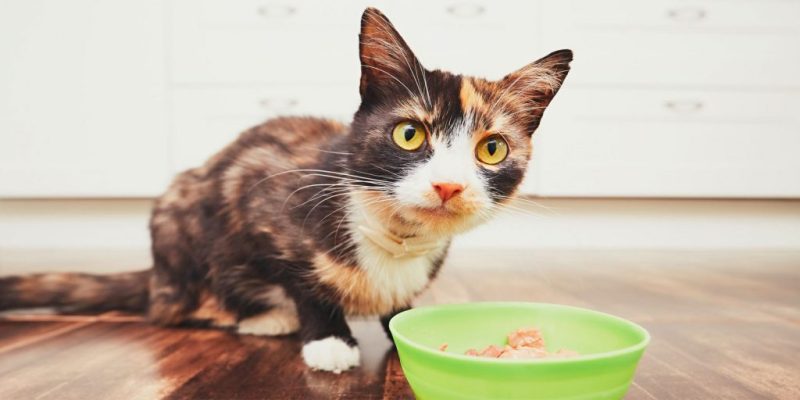 pate mèo mấy tháng được ăn